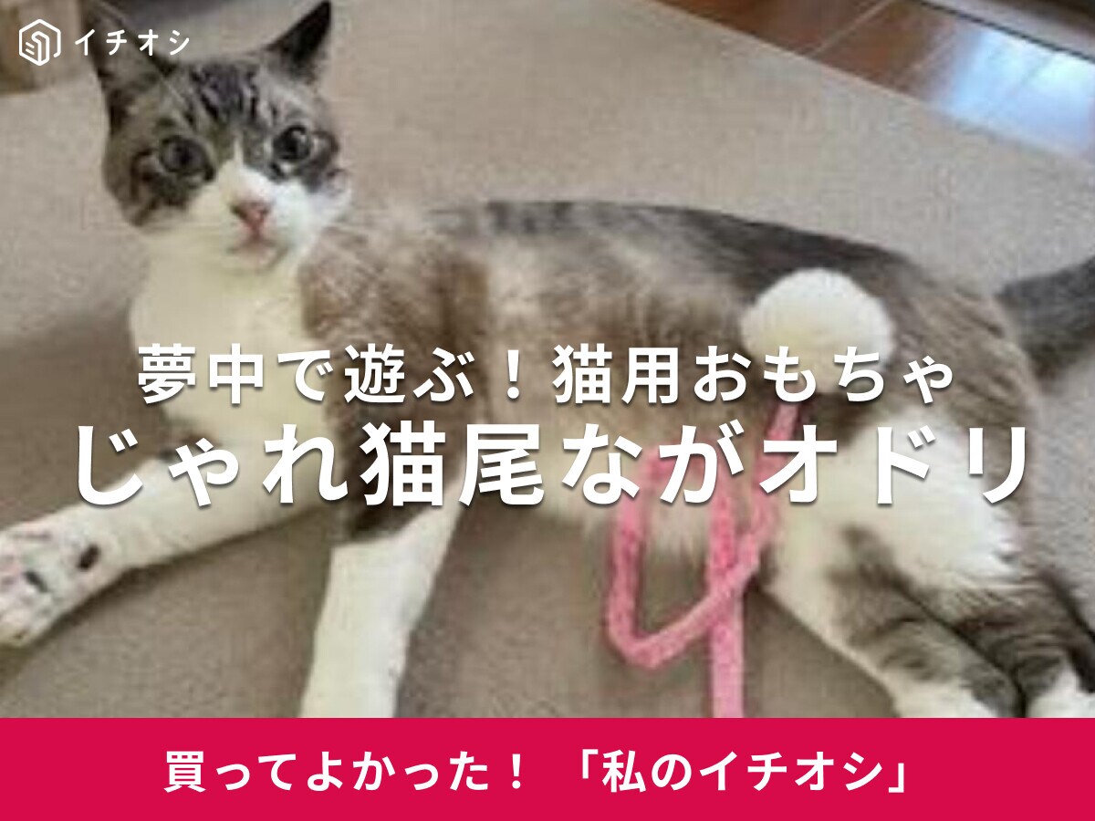 猫用おもちゃ「じゃれ猫尾ながオドリ」で運動不足解消！ミックス猫・みゃーちゃんも鈴とポンポンに夢中だにゃ♪（40代女性）