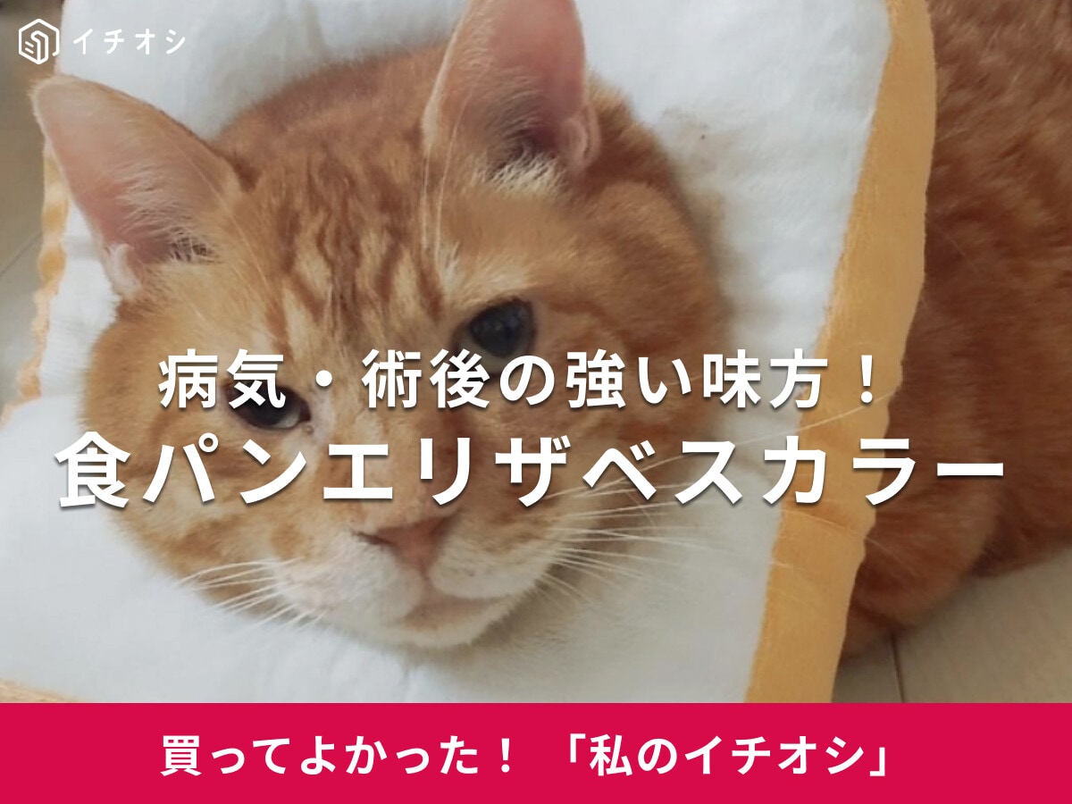 【猫犬兼用】「食パンエリザベスカラー」は優しいふわふわ素材！ミックス猫・茶～ちゃんの掻きむしり防止に活躍♪（50代女性）