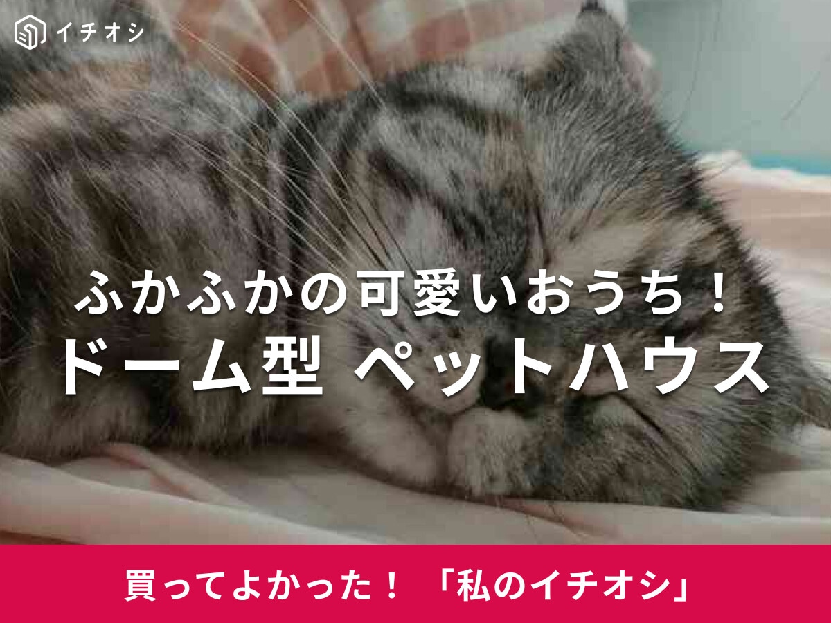 愛猫用の冬ベッドにドーム型「ペットハウス」がおすすめ！ふかふか素材にうっとり♪スコティッシュのちくわちゃん（40代男性）