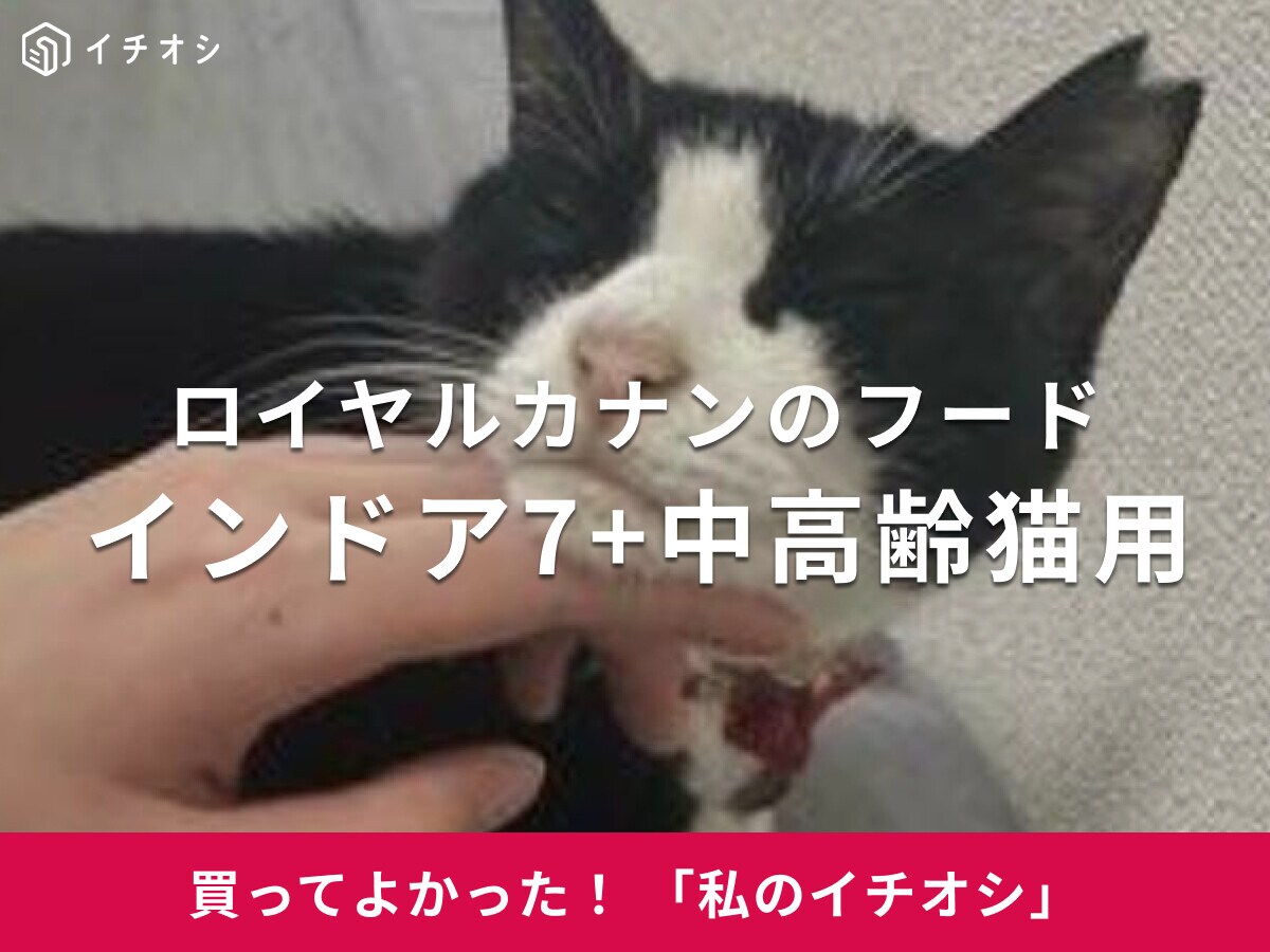 ロイヤルカナンの「インドア7+」は7歳からの中高齢猫用フード！ミックス猫・ソナちゃんがぺろっと完食♪（20代女性）