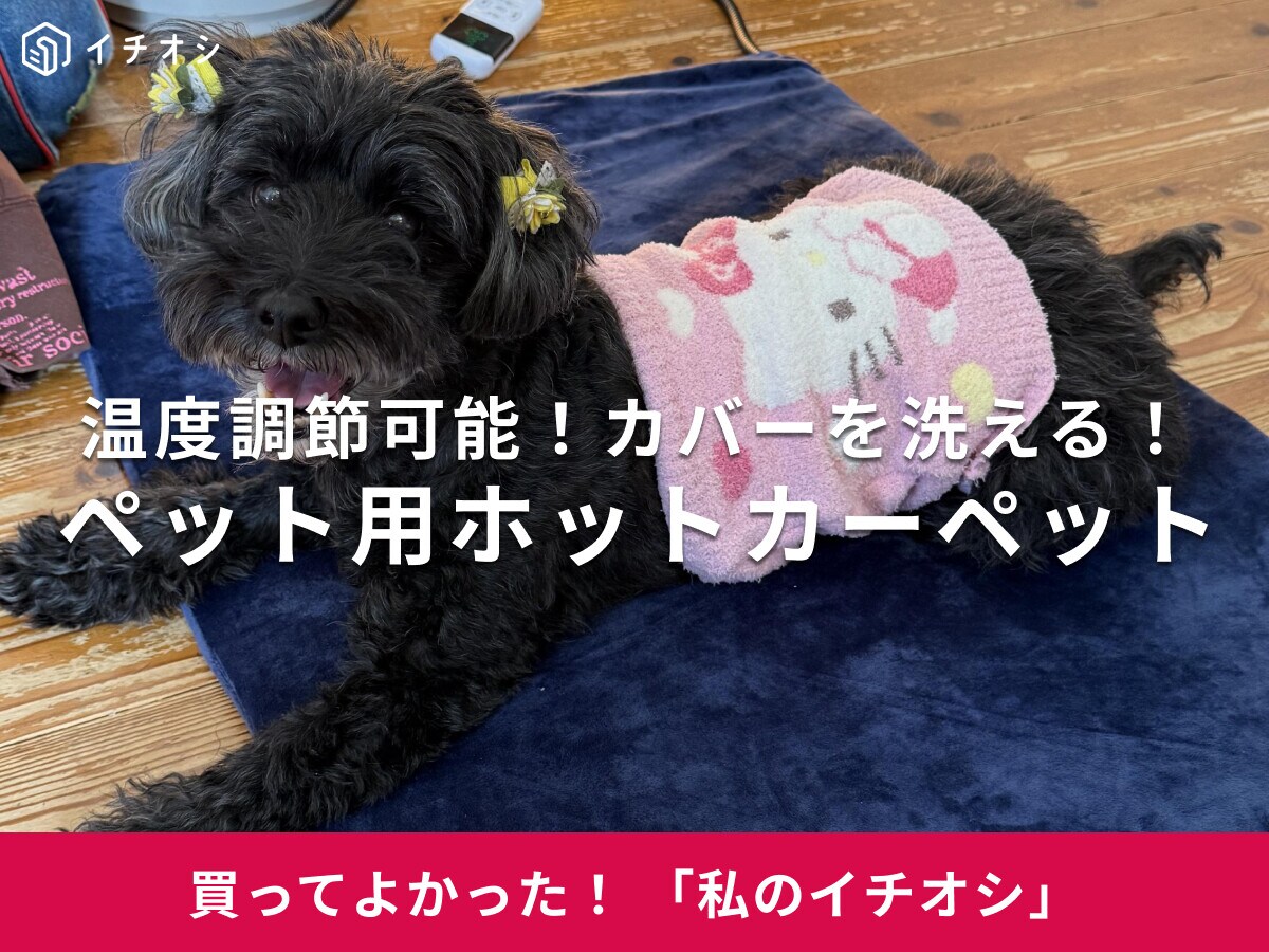 「ペット用ホットカーペット」は洗えるカバー付き！トイプードル・ペロ​​​​​​​ちゃんの寒さ対策に活躍♪（20代女性）