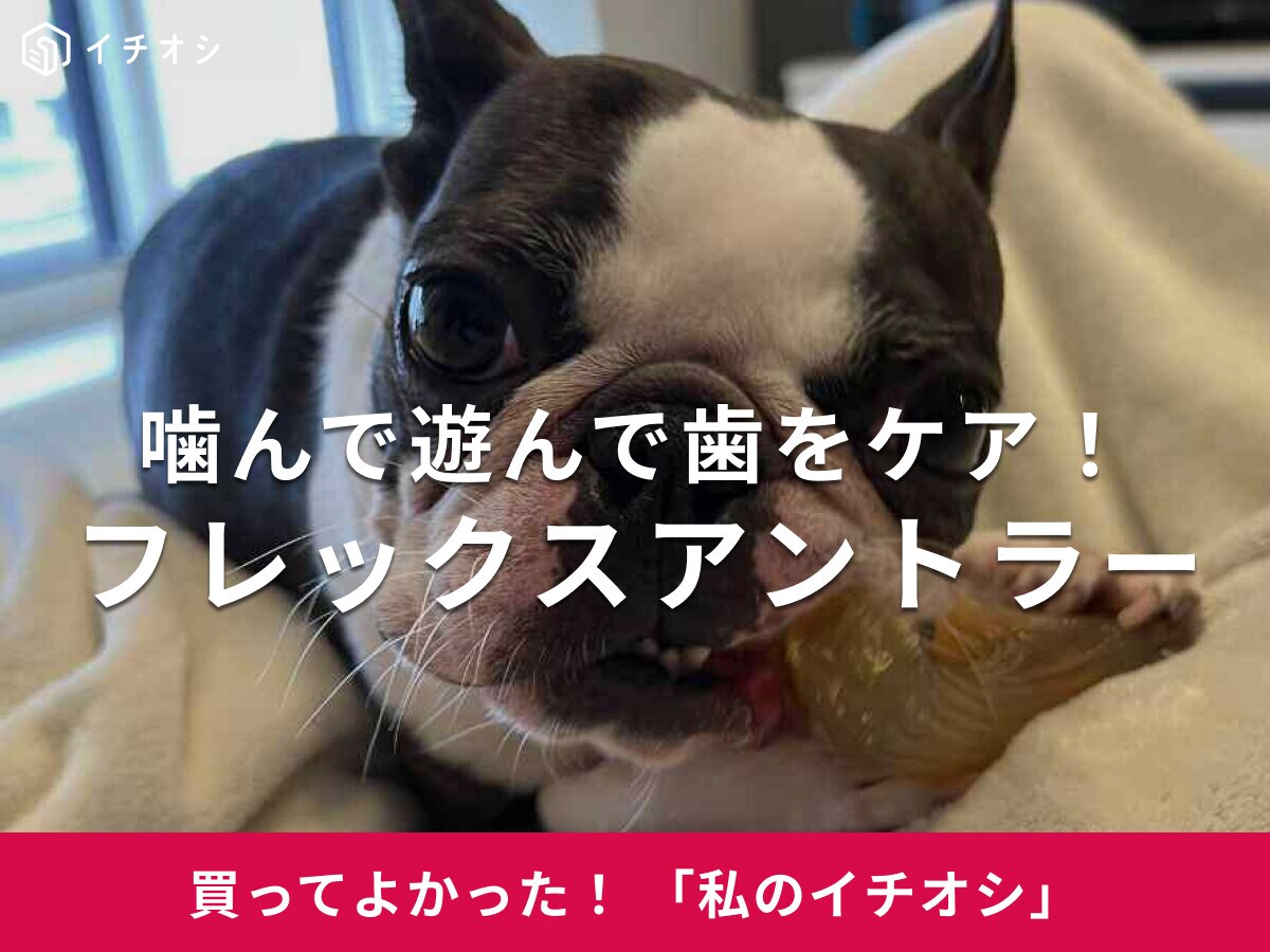 デンタルトーイ「フレックスアントラー」は愛犬が夢中になる噛み心地！ボストンテリア・ごんちゃんも自ら歯をケア（20代女性）