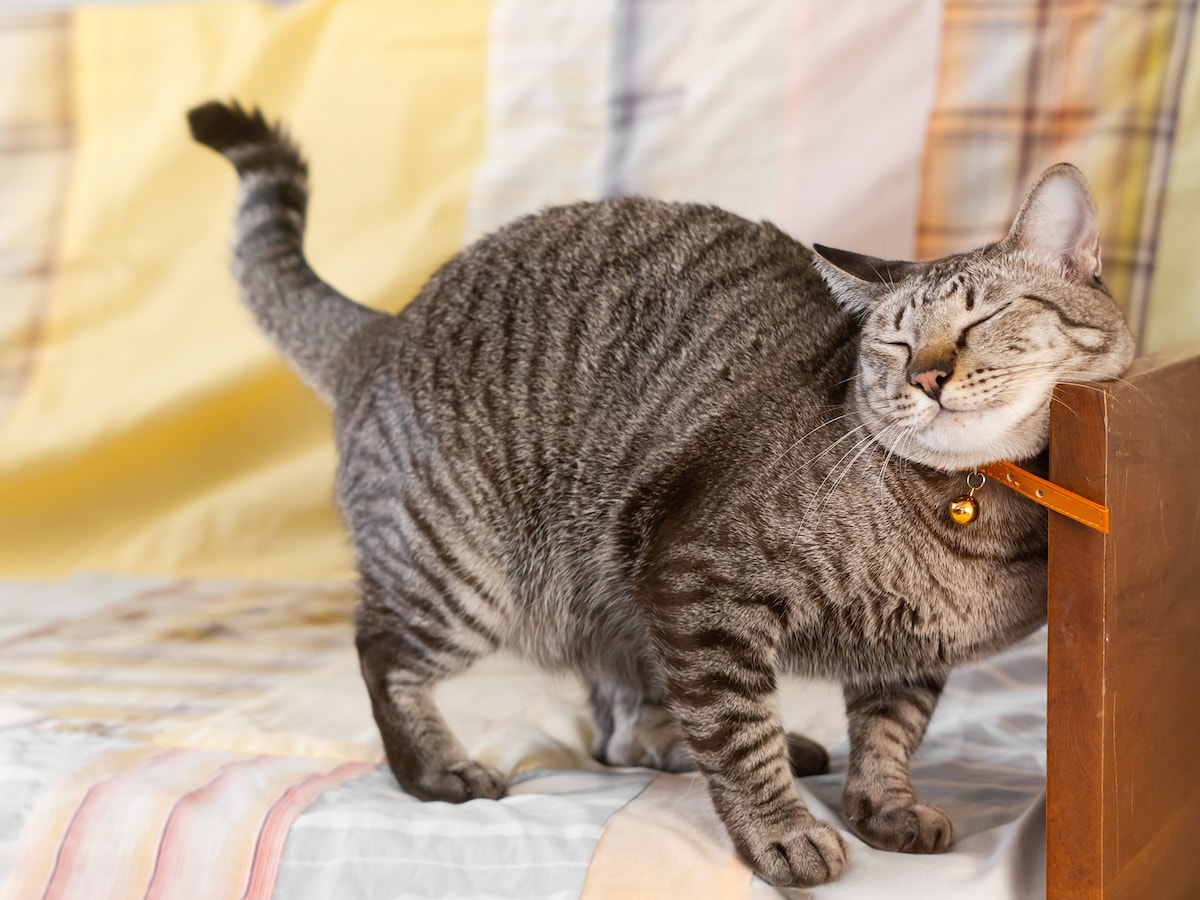 猫のスリスリ……かわいい ※画像：Shutterstock.com