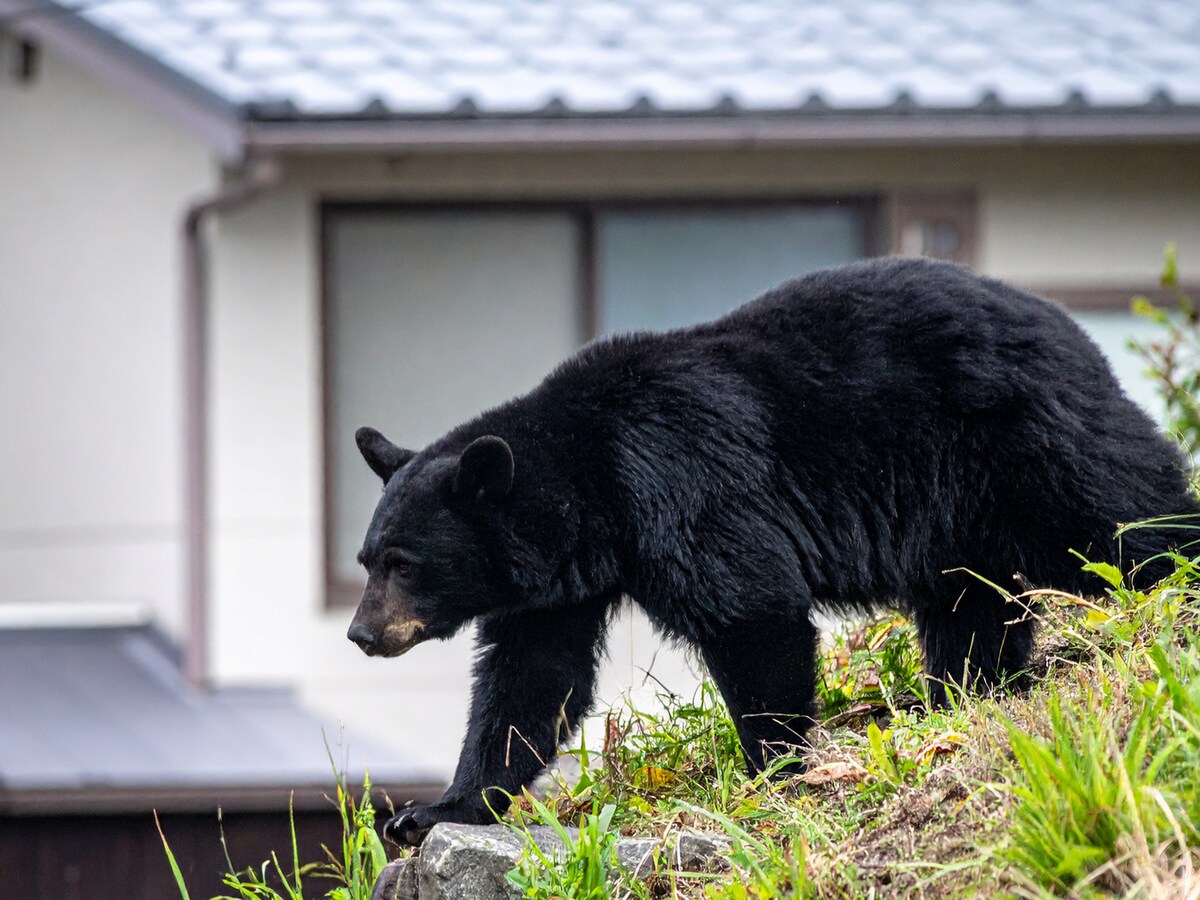 ツキノワグマが、都心部まで来る日も近い？ ※サムネイル画像：PIXTA