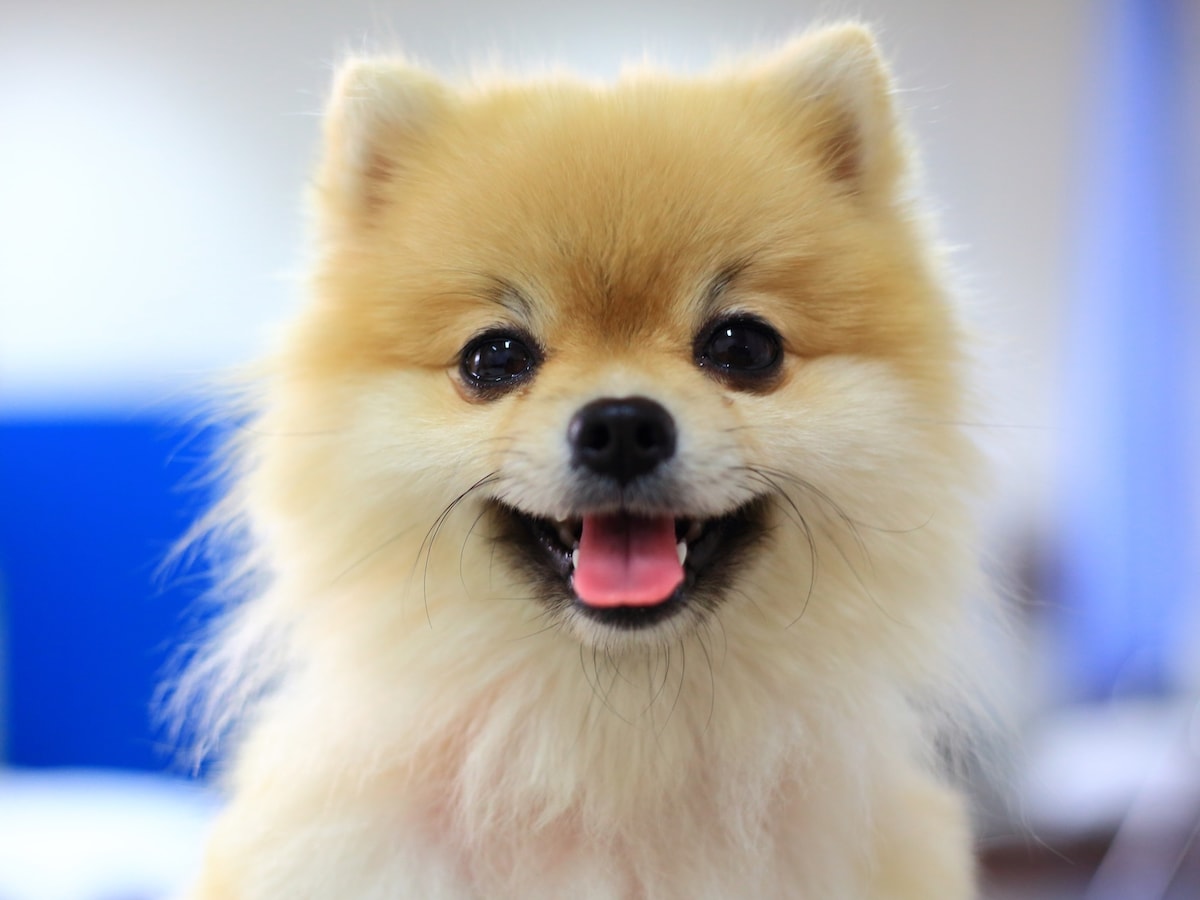 「かわいい」は本当に褒め言葉？（画像：PIXTA）