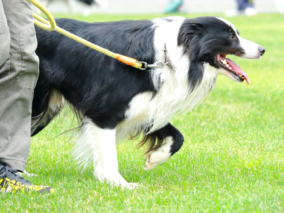 「いつもの犬の散歩」が5000万円超の負債になることも ※画像：PIXTA
