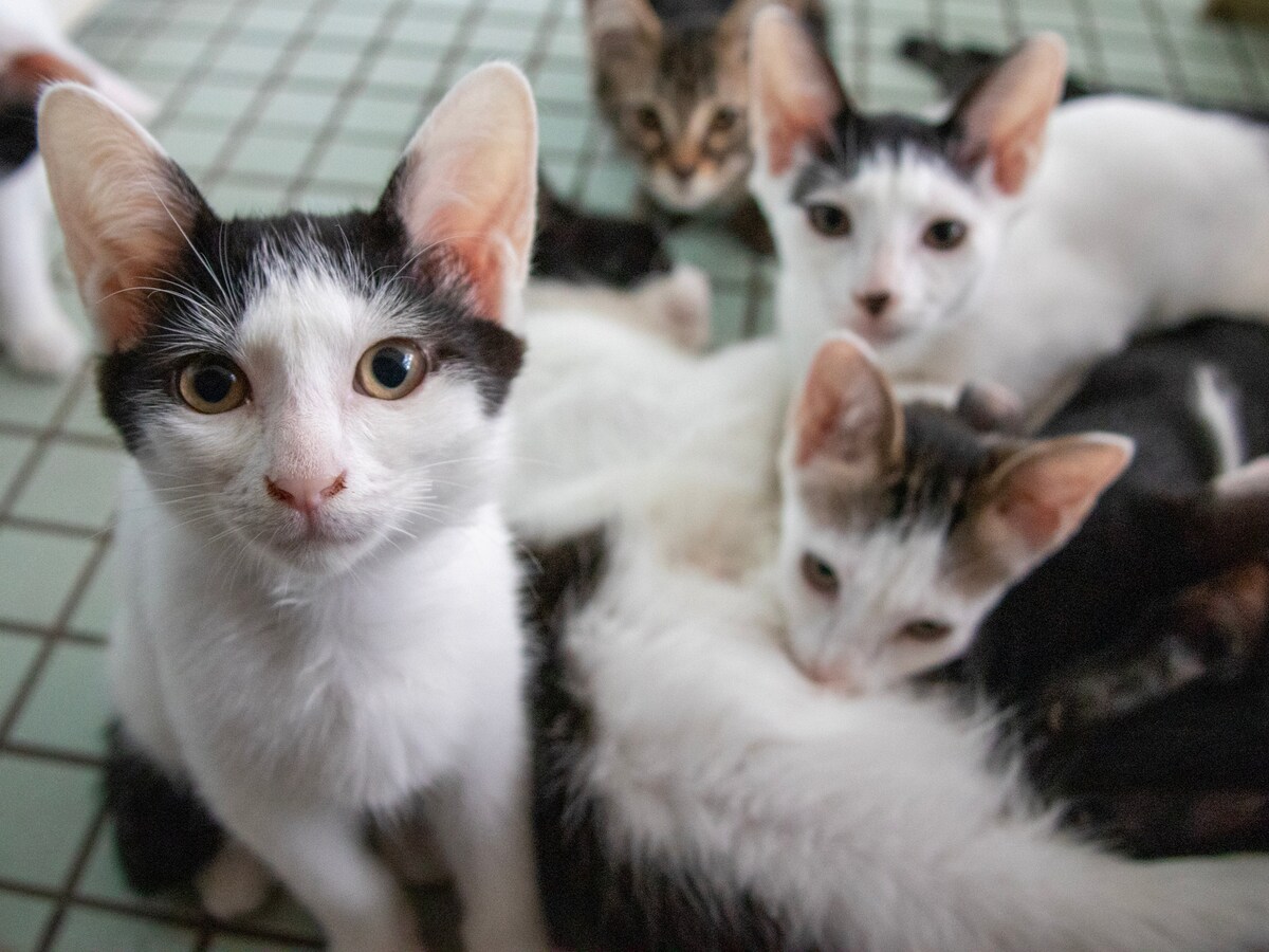 かわいそうな猫を救うつもりが自分が破産寸前に！ ※画像：PIXTA
