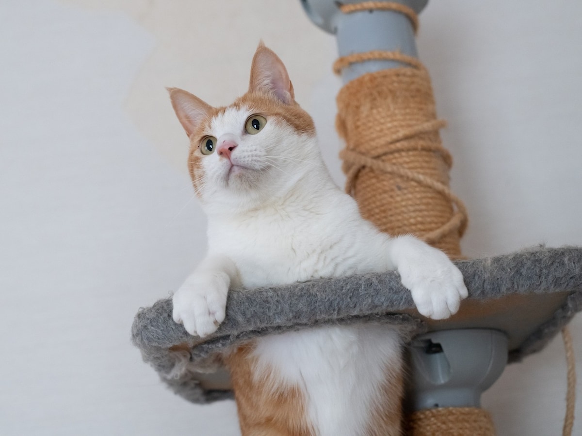 愛猫が気に入っているキャットタワーを自分で補修してみたら…… ※画像：PIXTA