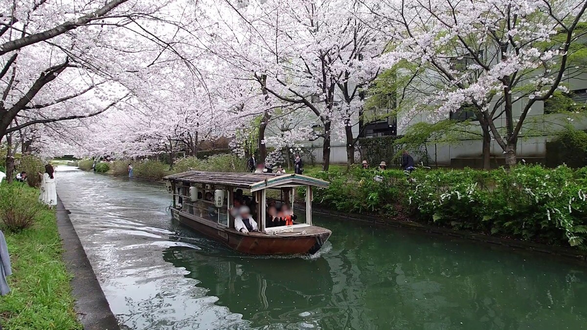伏見十石舟の桜（1）