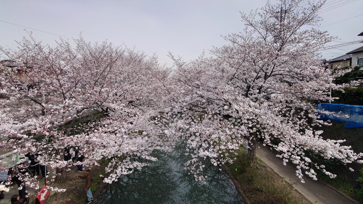 京都・伏見十石舟の桜