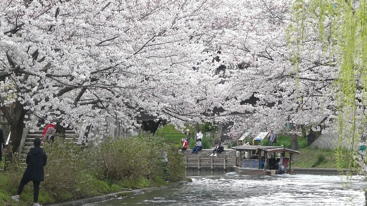 京都・伏見十石舟の桜
