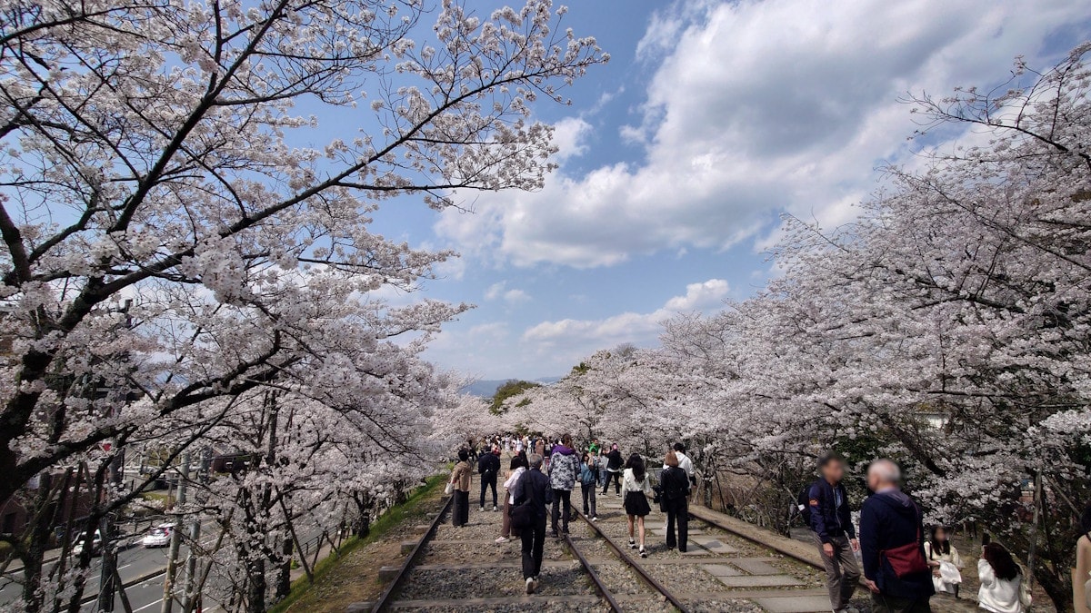 蹴上インクラインの桜並木（1）