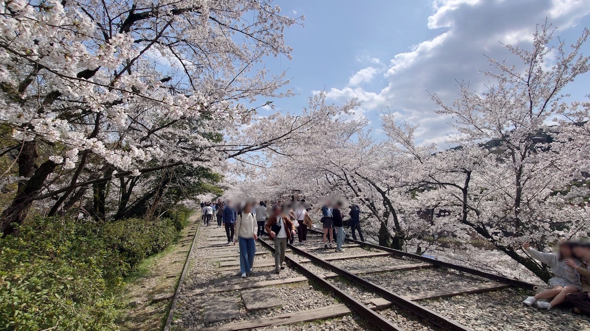 京都・蹴上インクラインの桜並木