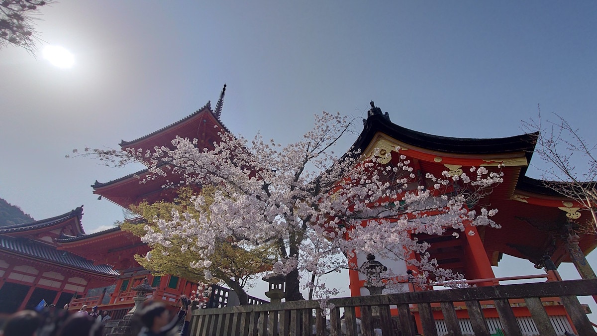 京都・清水寺の桜