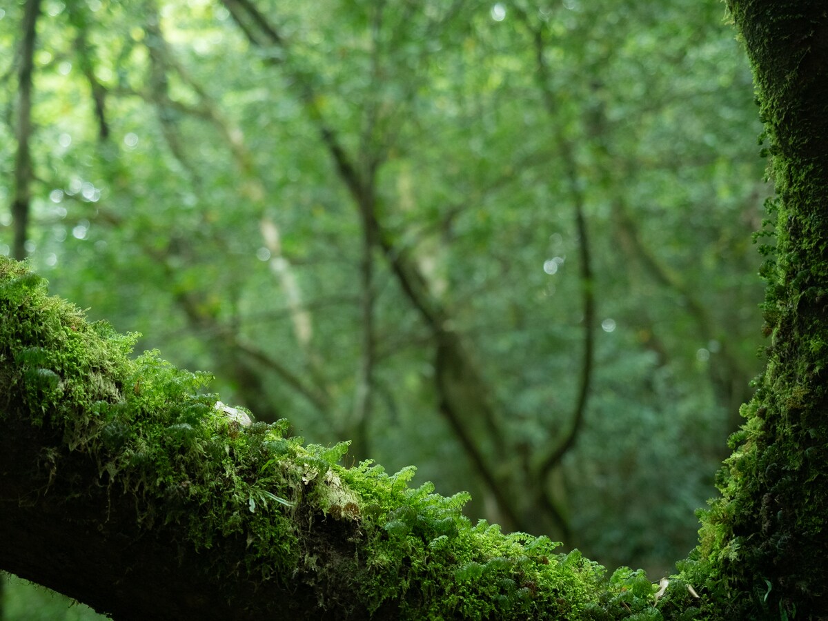 屋久島苔むす森