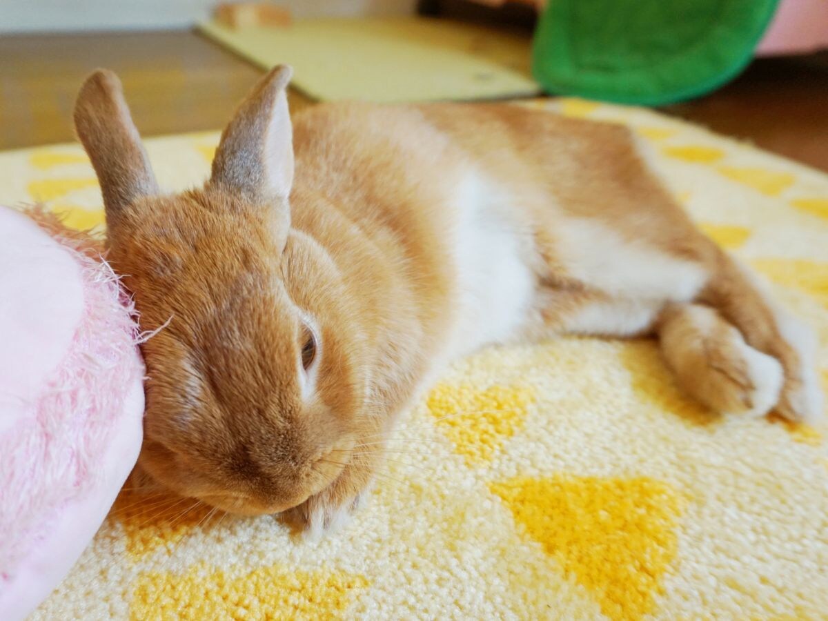 ペットのために、一日中、エアコンをつけていたけれど…