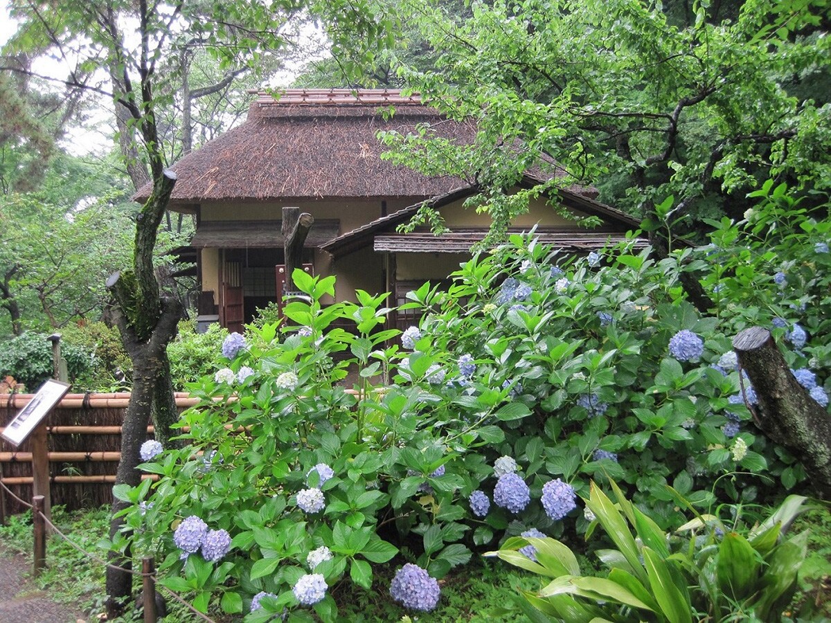 歴史的建造物とアジサイとのコラボレーションが楽しめる三溪園（提供画像）