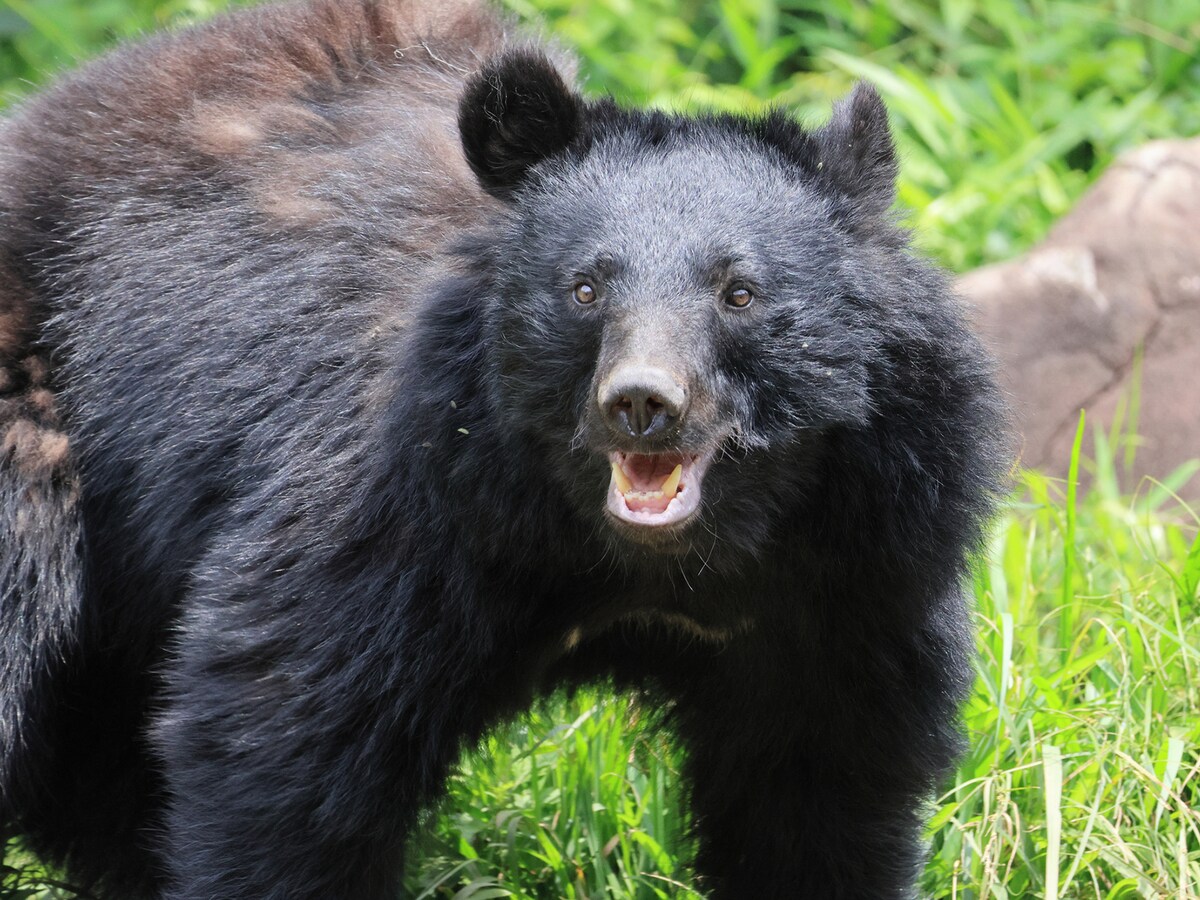東北の人里を震撼させたクマ被害の実態　※画像出典：PIXTA