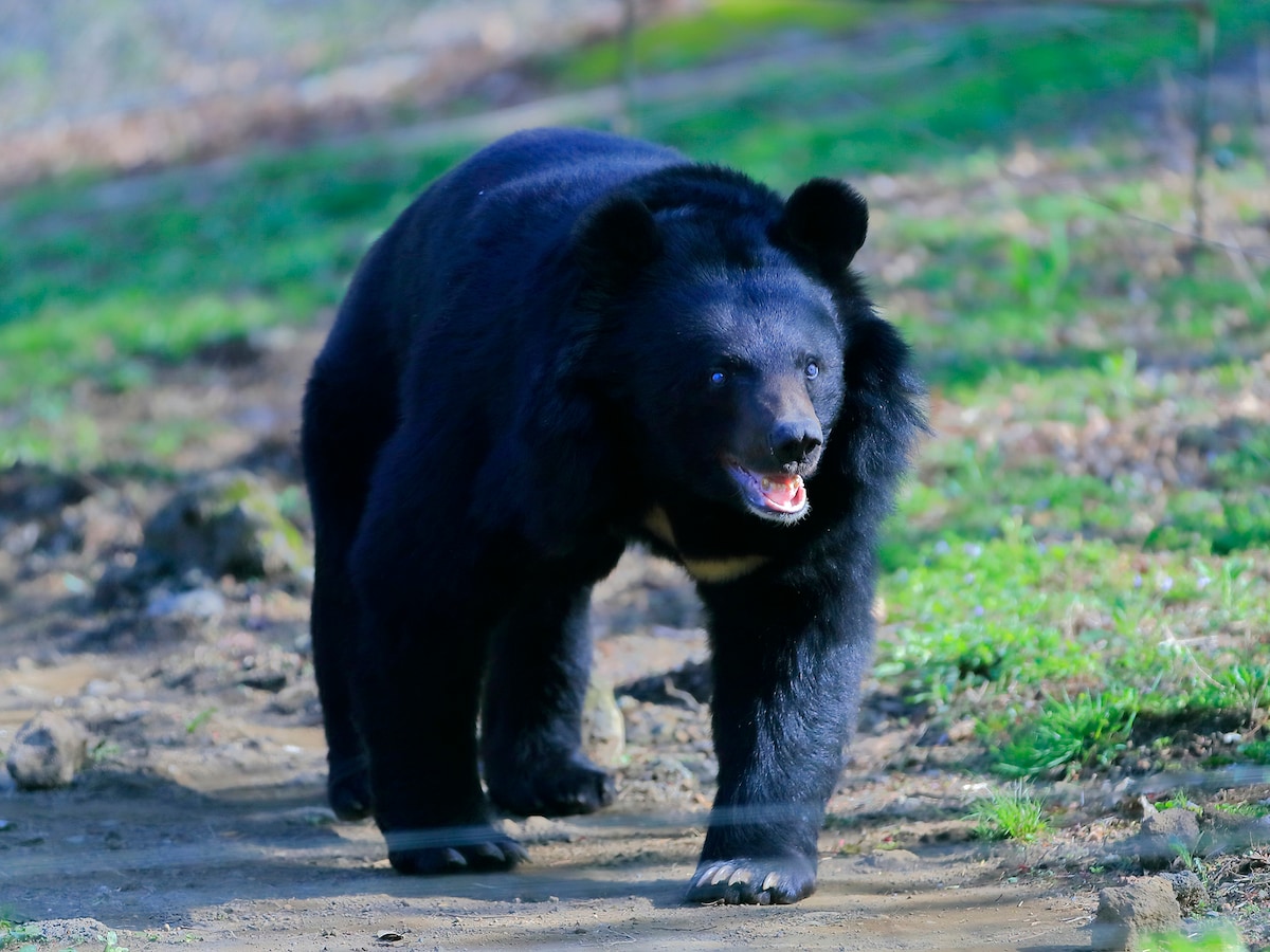 食べ物を求めるクマの習性を防ぐ絶対的対策　※画像出典：PIXTA