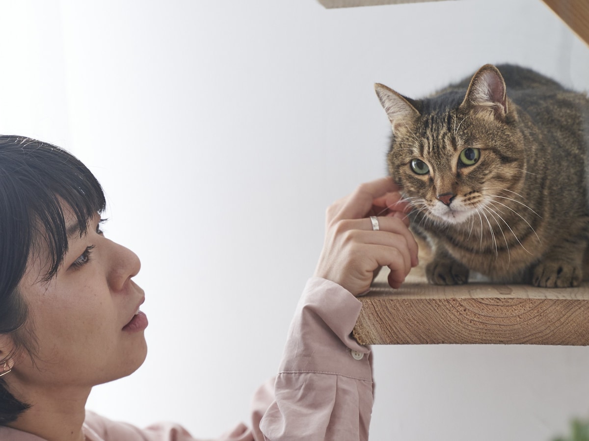 旅行好きが猫を飼うと一生貧乏に？ ※サムネイル画像：amanaimages