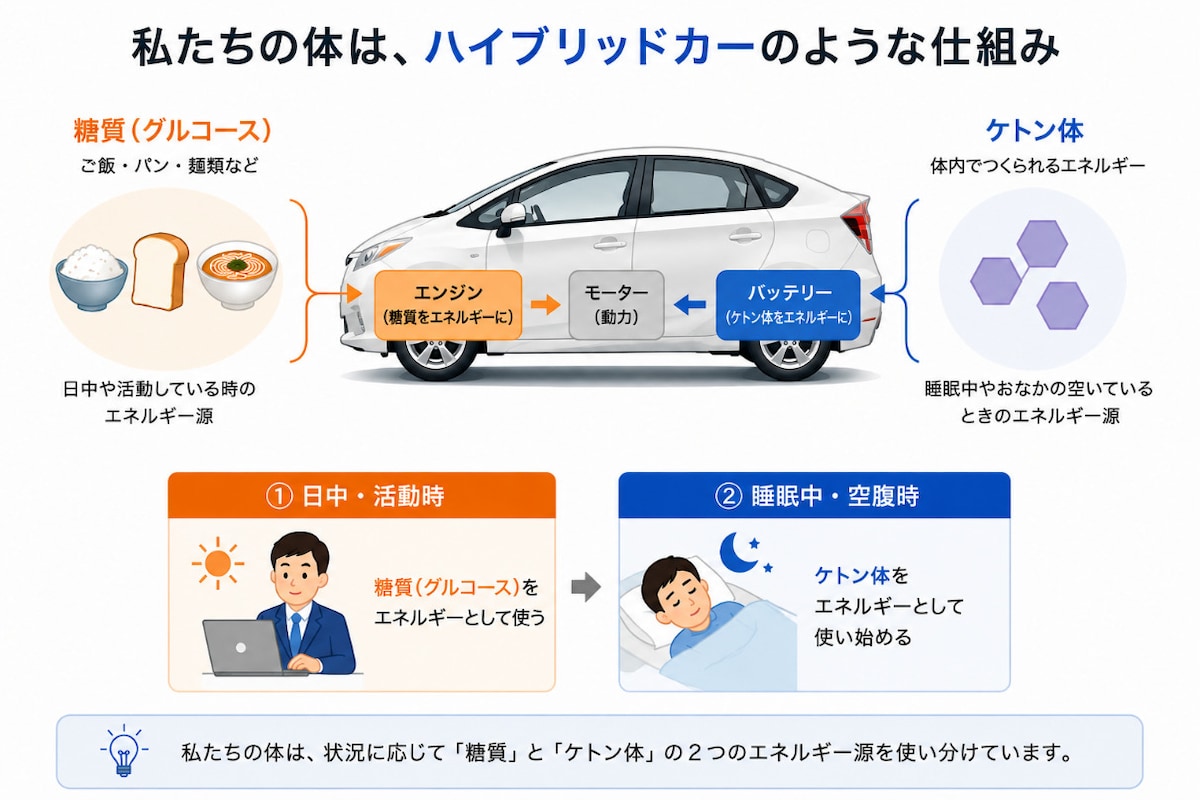 私たちの体には2つの代謝経路が存在