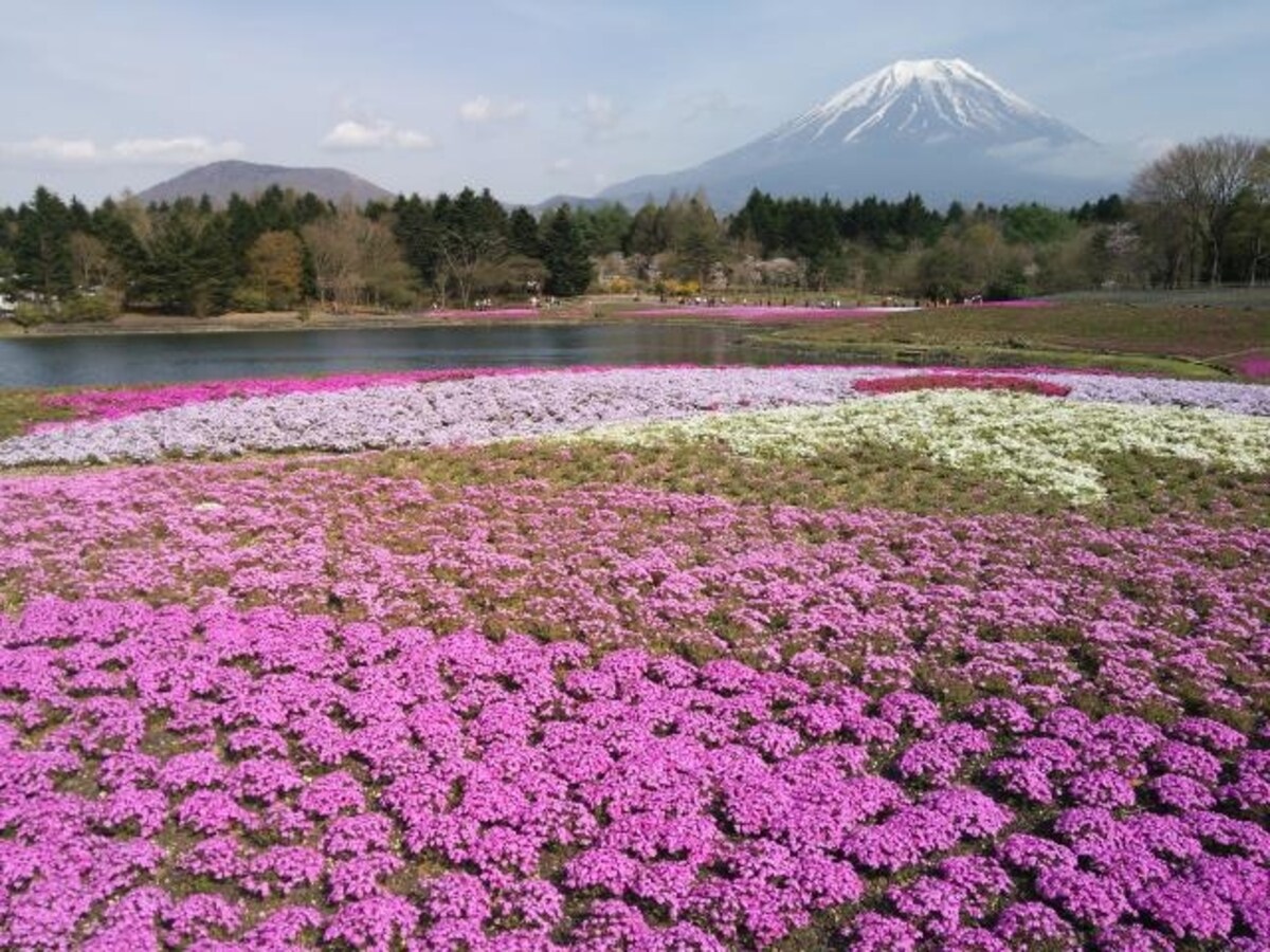 富士芝桜まつりで望める春限定の富士山の風景