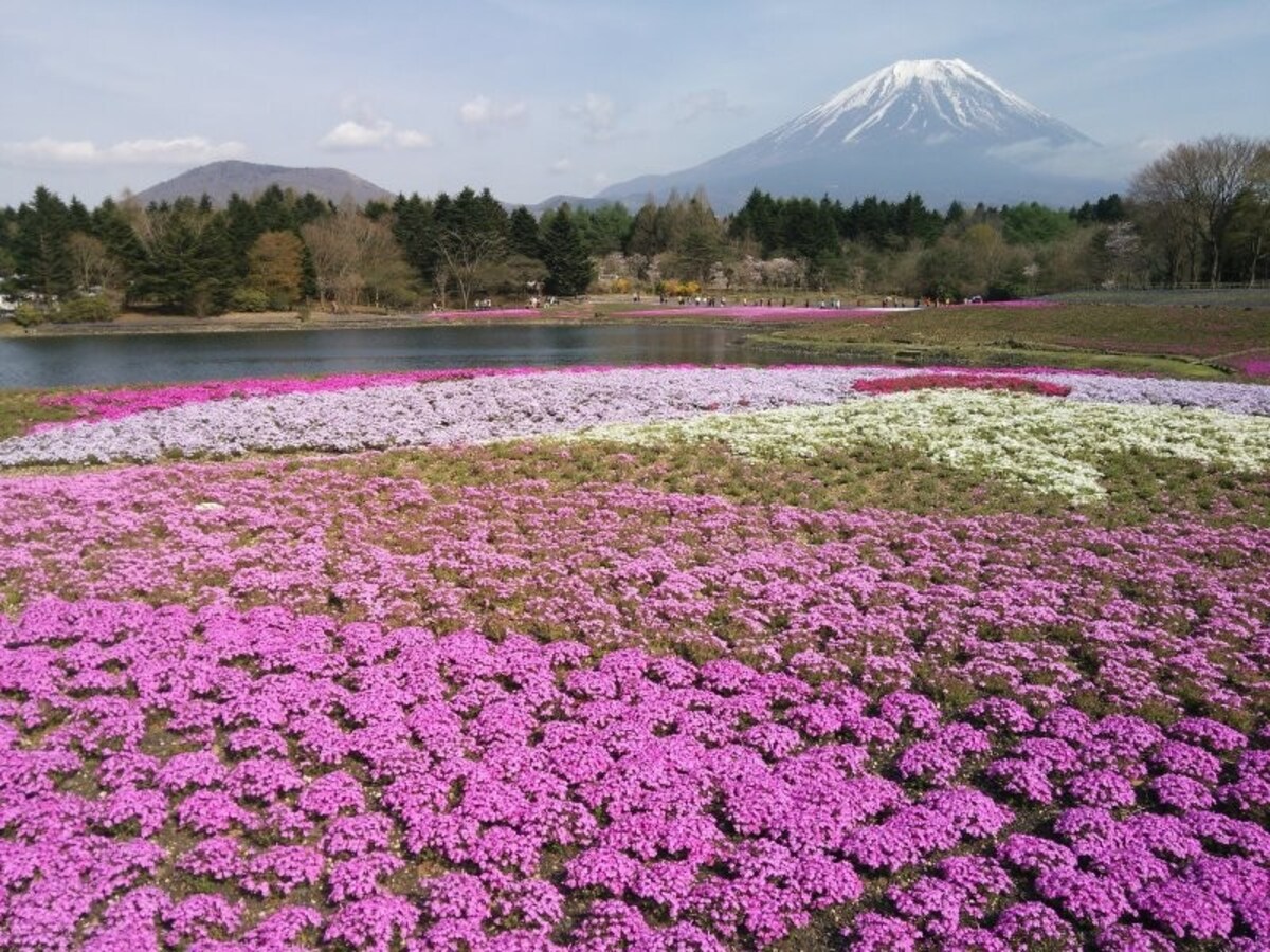 富士芝桜まつりから眺める富士山(1)