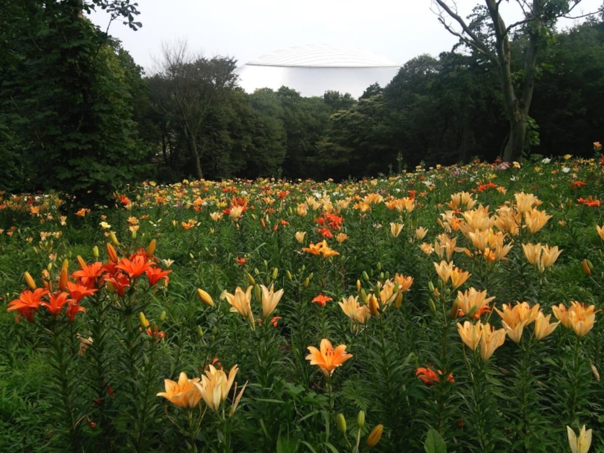ところざわのゆり園のゆり（1）／西武ドームをバックに咲くゆりの花