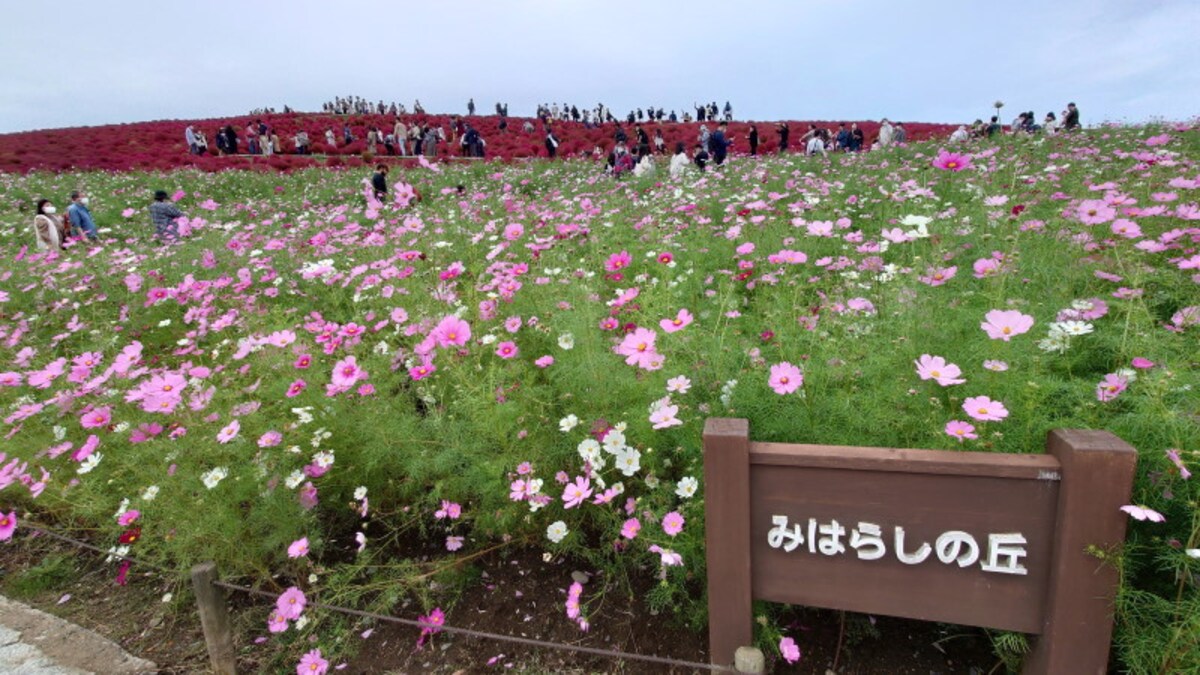 ひたち海浜公園のコキアとコスモス（3）