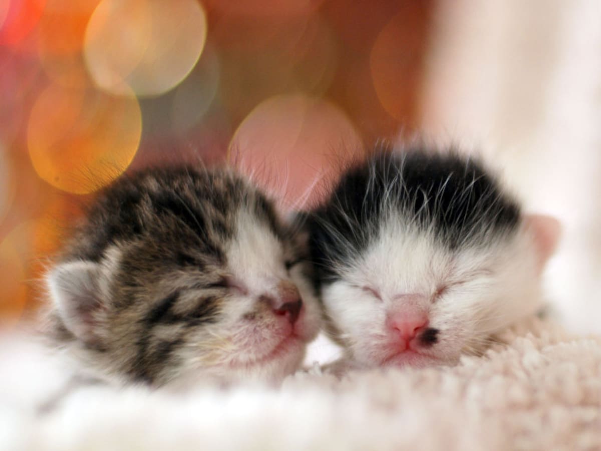 生まれたての子猫を保護したら…猫の赤ちゃん育て方