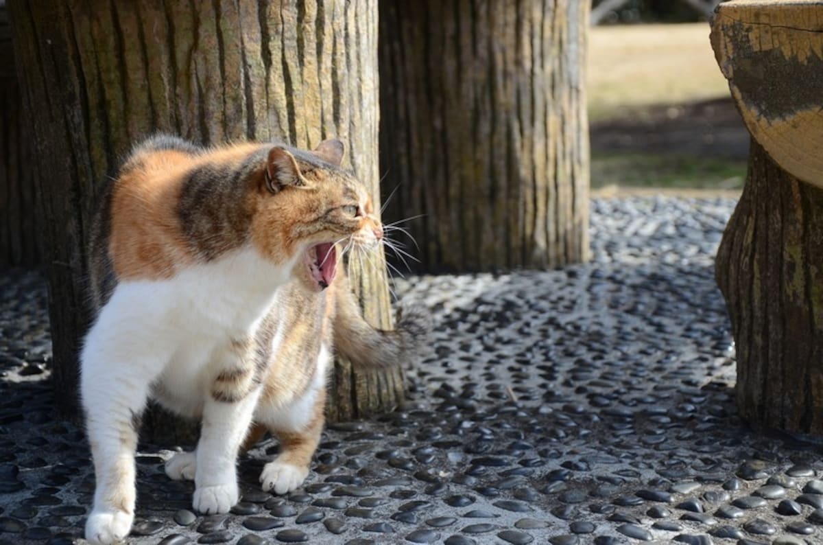 猫がいる可能性が高い場所は？
