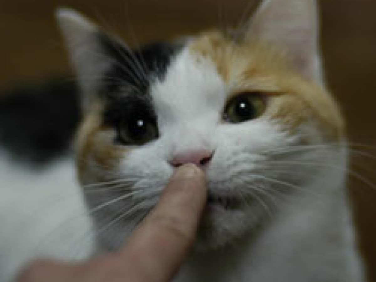 指のニオイをなぜか嗅ぎたくなるねこさん