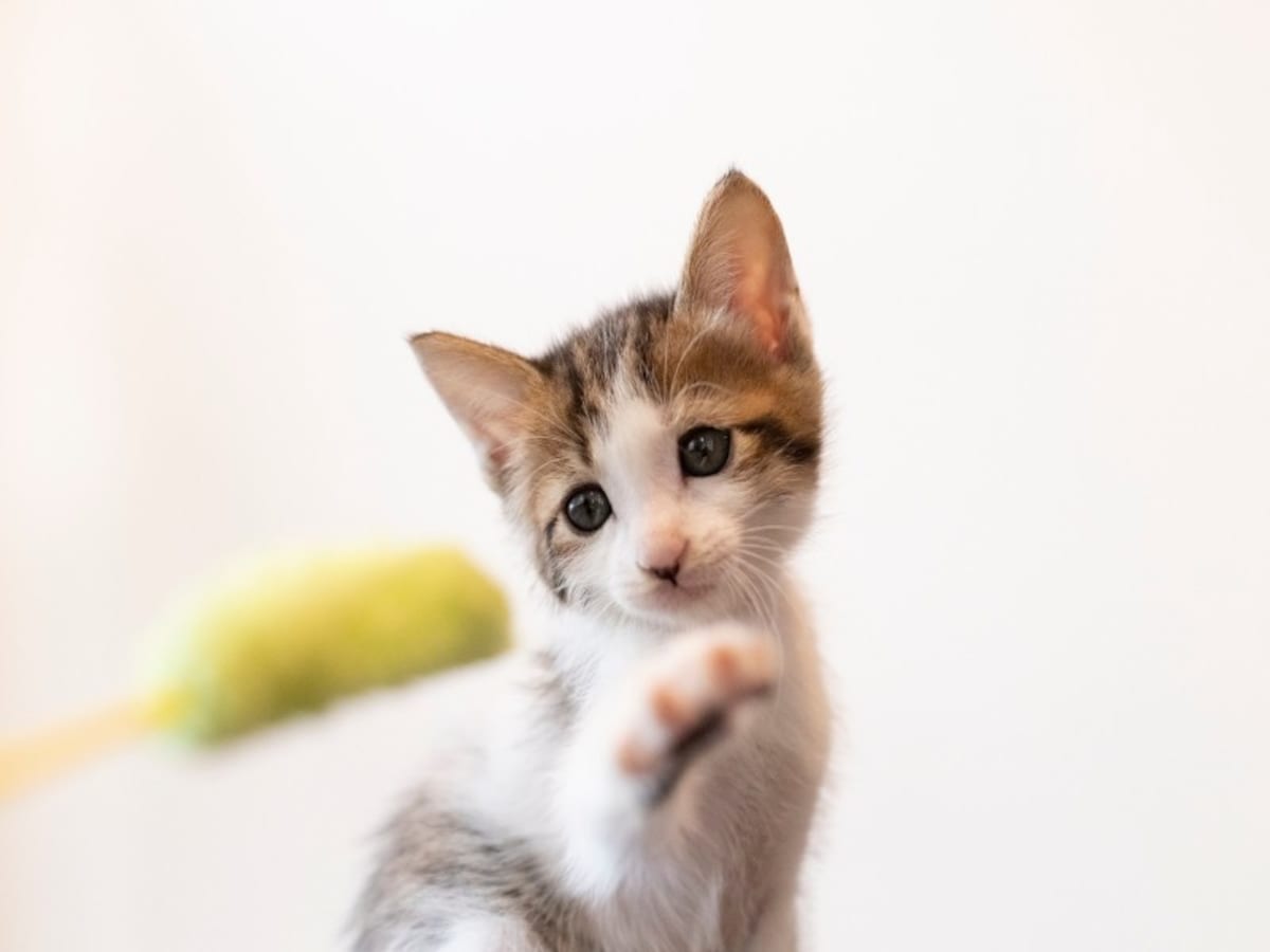 猫に好かれる人の特徴
