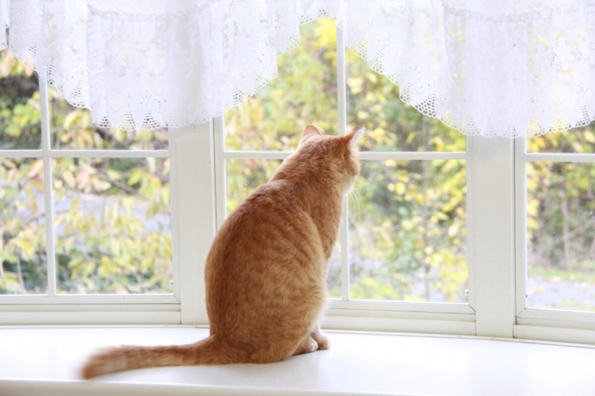 猫は死ぬ時に姿を消す真相は嘘？ホント？いなくなる理由とは