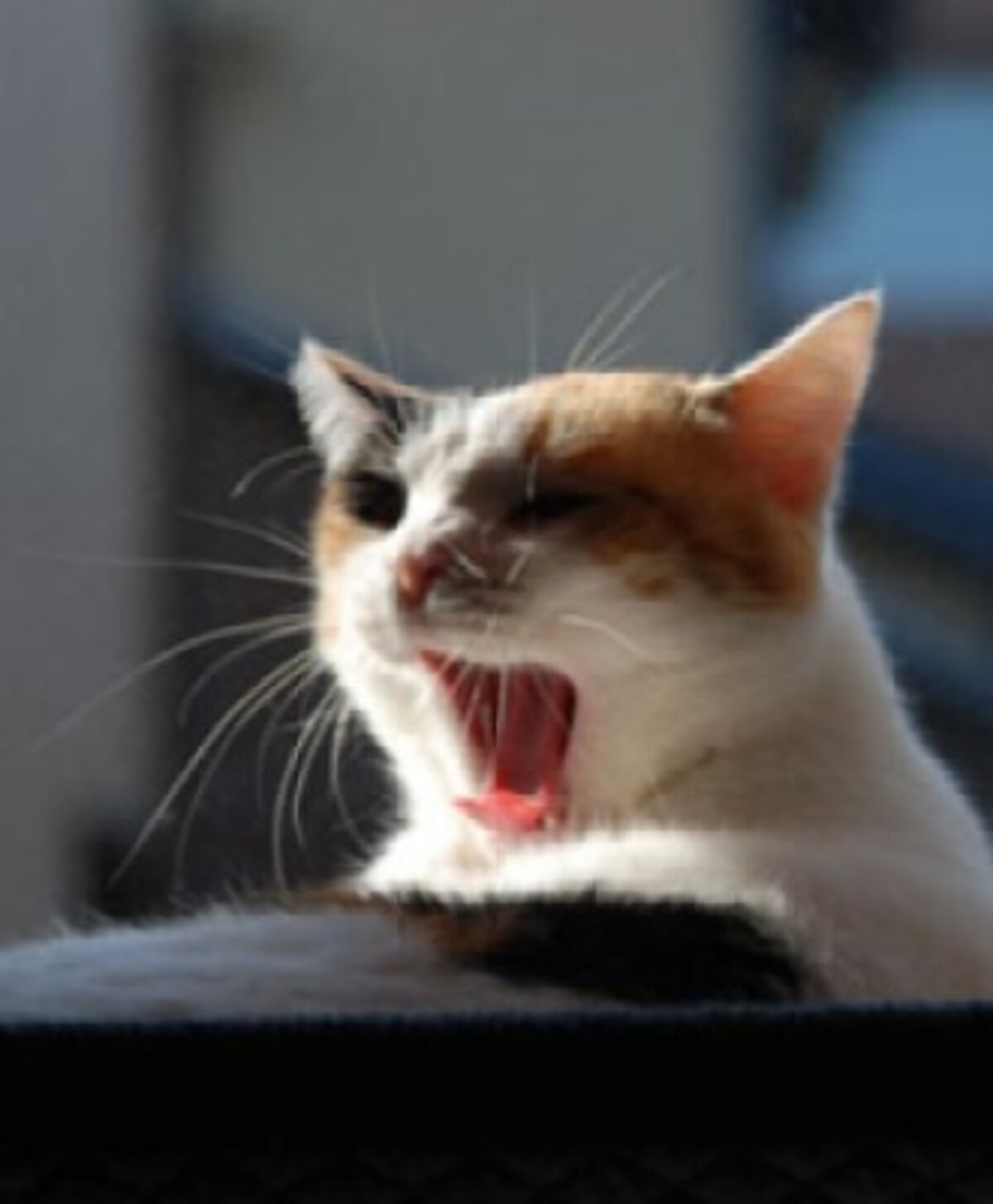 テリトリー争いに負けた猫は、姿を消すことも