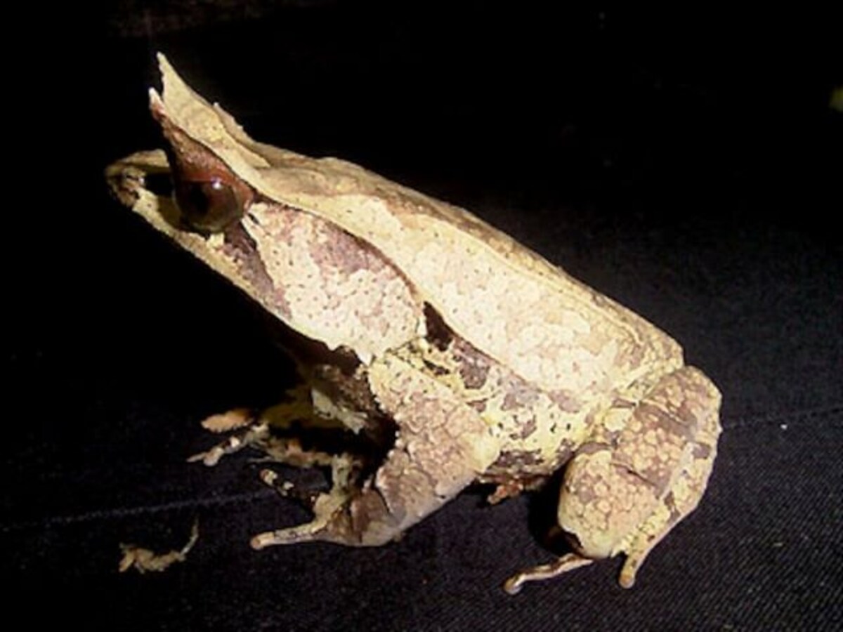 ミツヅノコノハガエルの基本情報と飼育方法