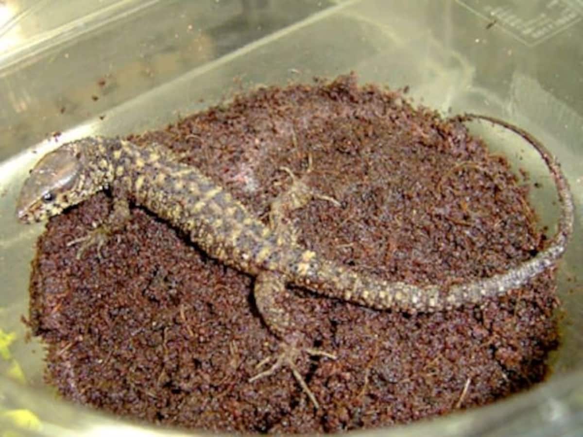 イボヨルトカゲの基本情報と飼育方法