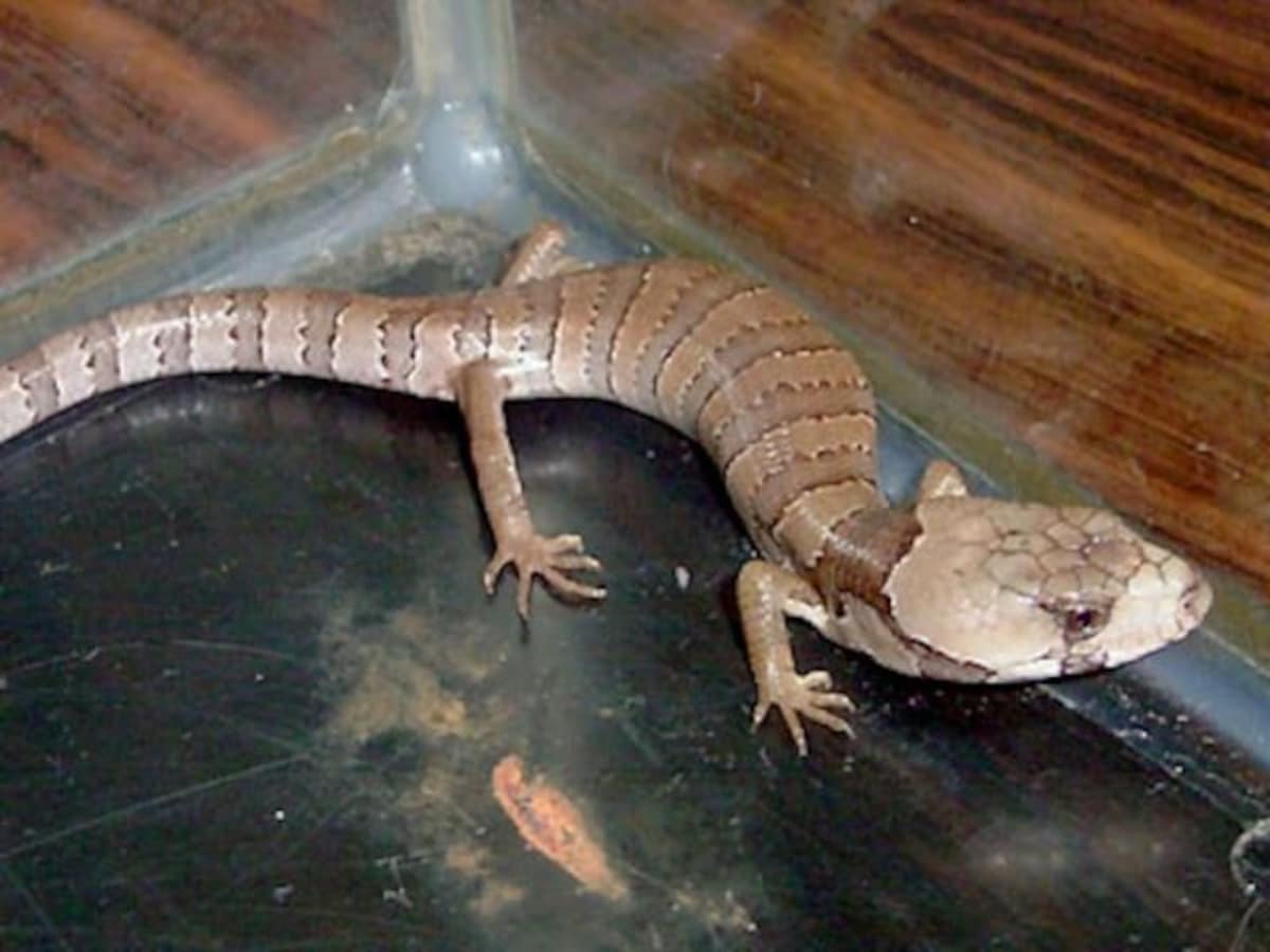 モモジタトカゲの基本情報と飼育方法