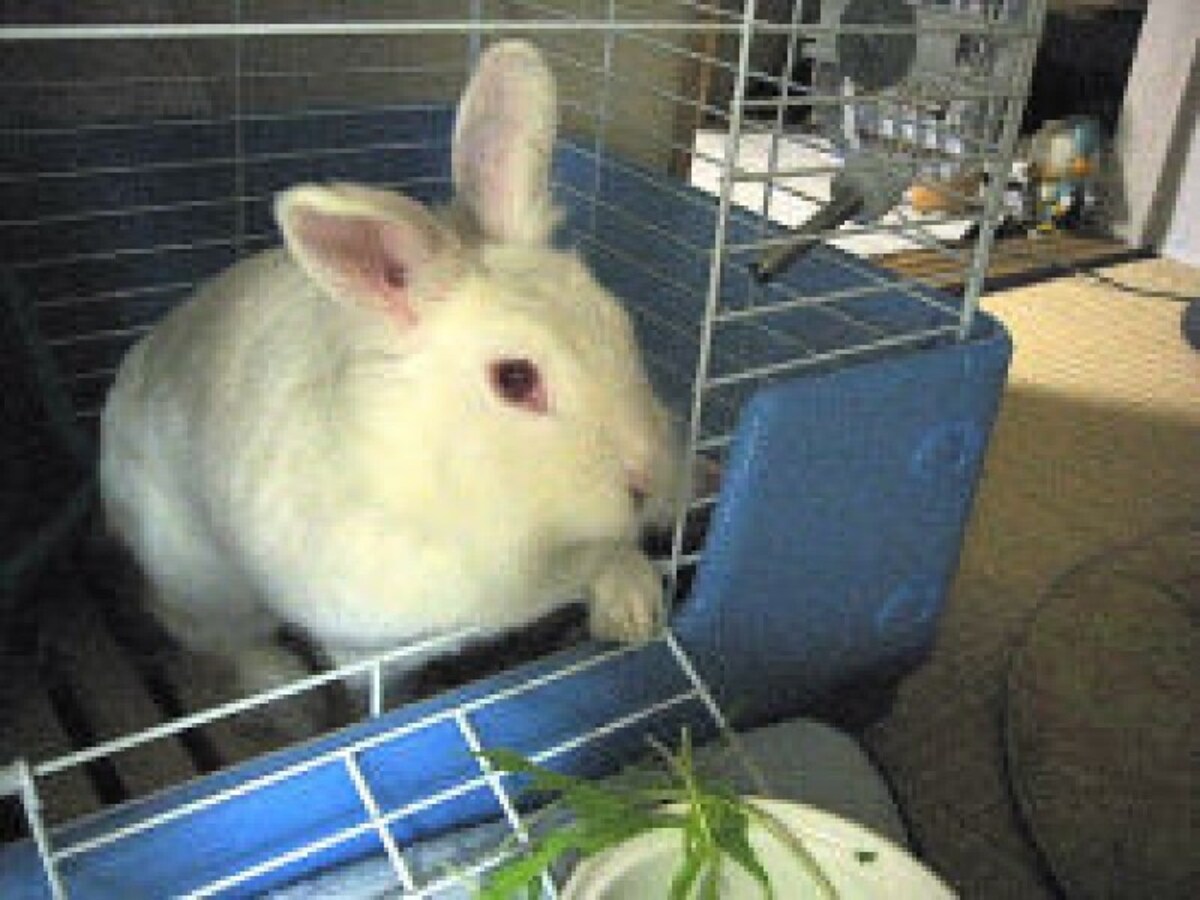ウサギの誤食