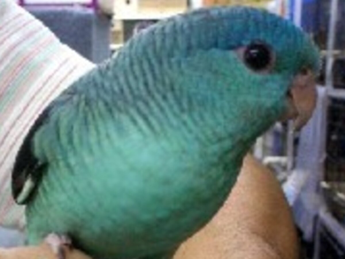 サザナミインコの特徴と飼育