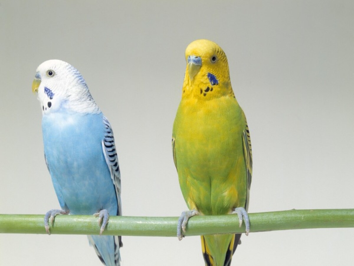 ペットの鳥の反抗期