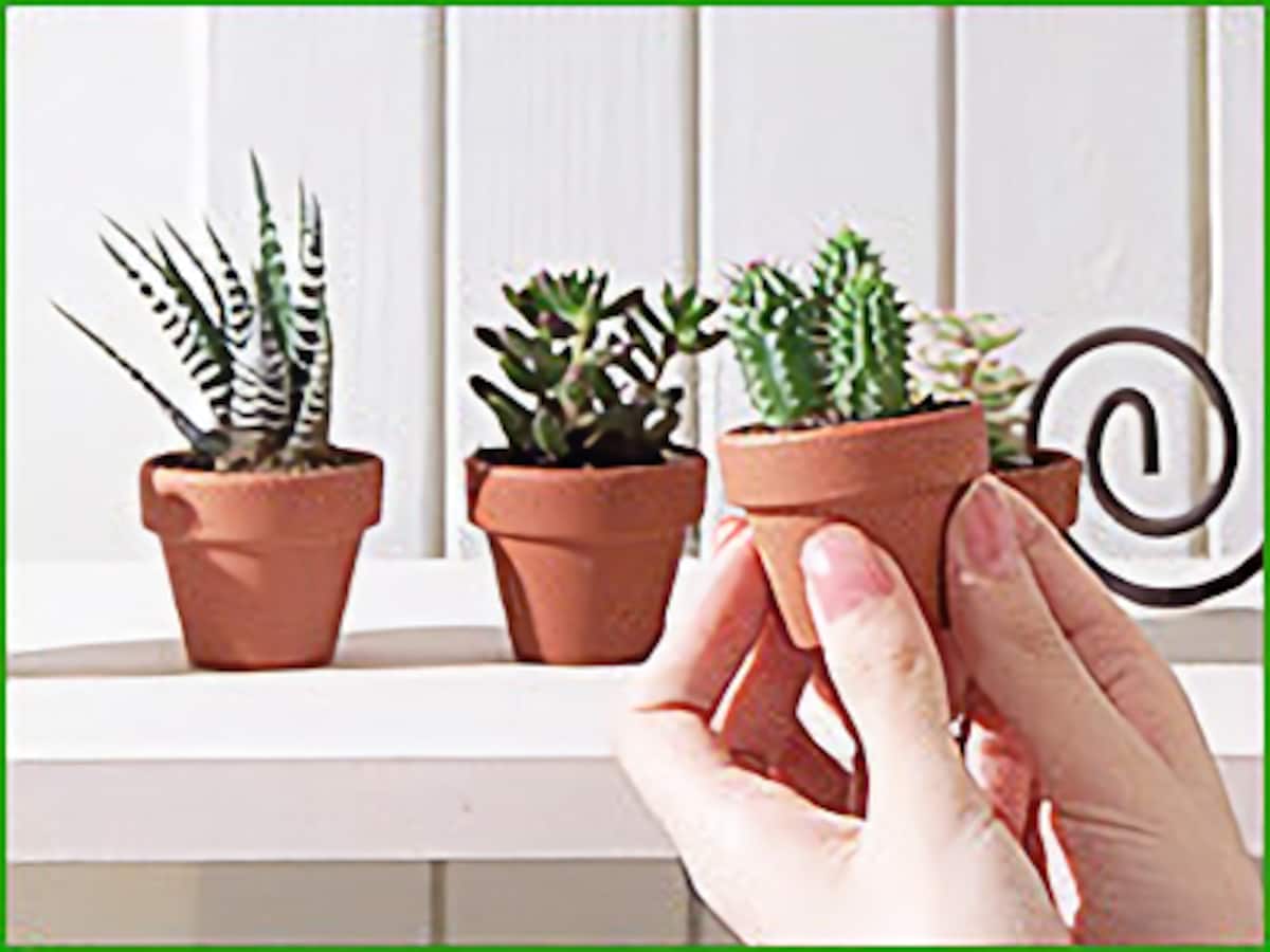 サボテンの小さな鉢から観葉植物の大鉢まで、大きさはいろいろ