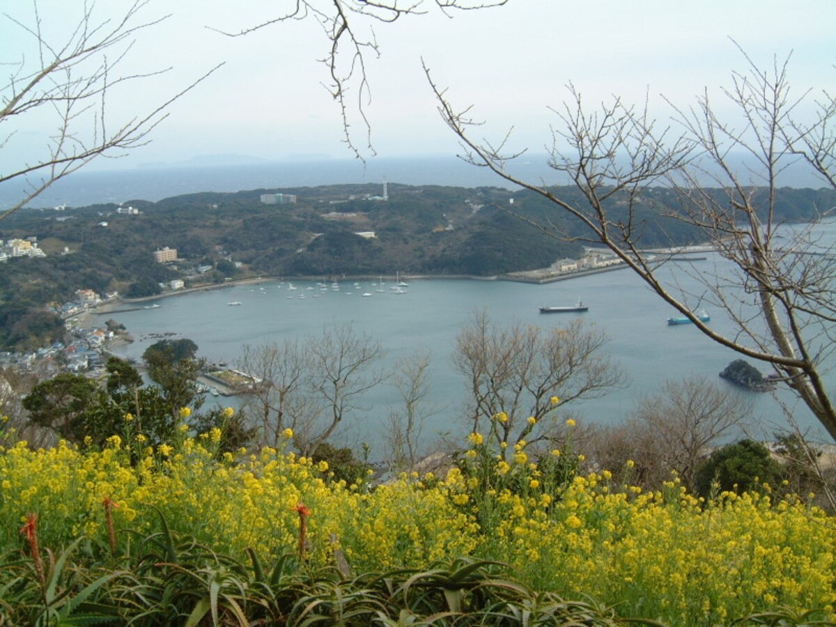 静岡／下田湾の風景と菜の花