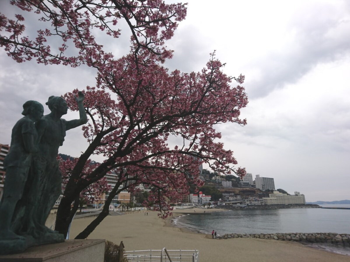 静岡／熱海・あたみ桜とサンビーチ