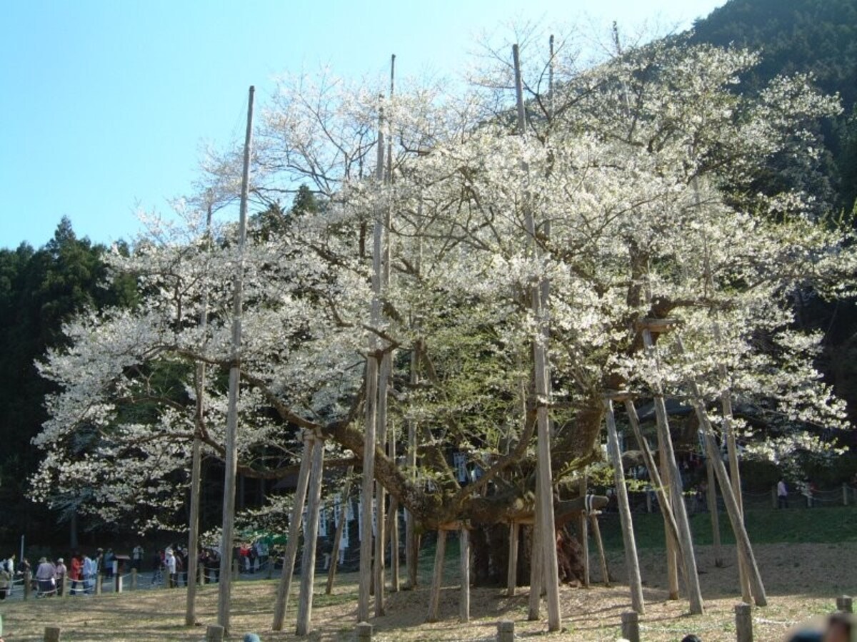 岐阜／根尾の淡墨桜