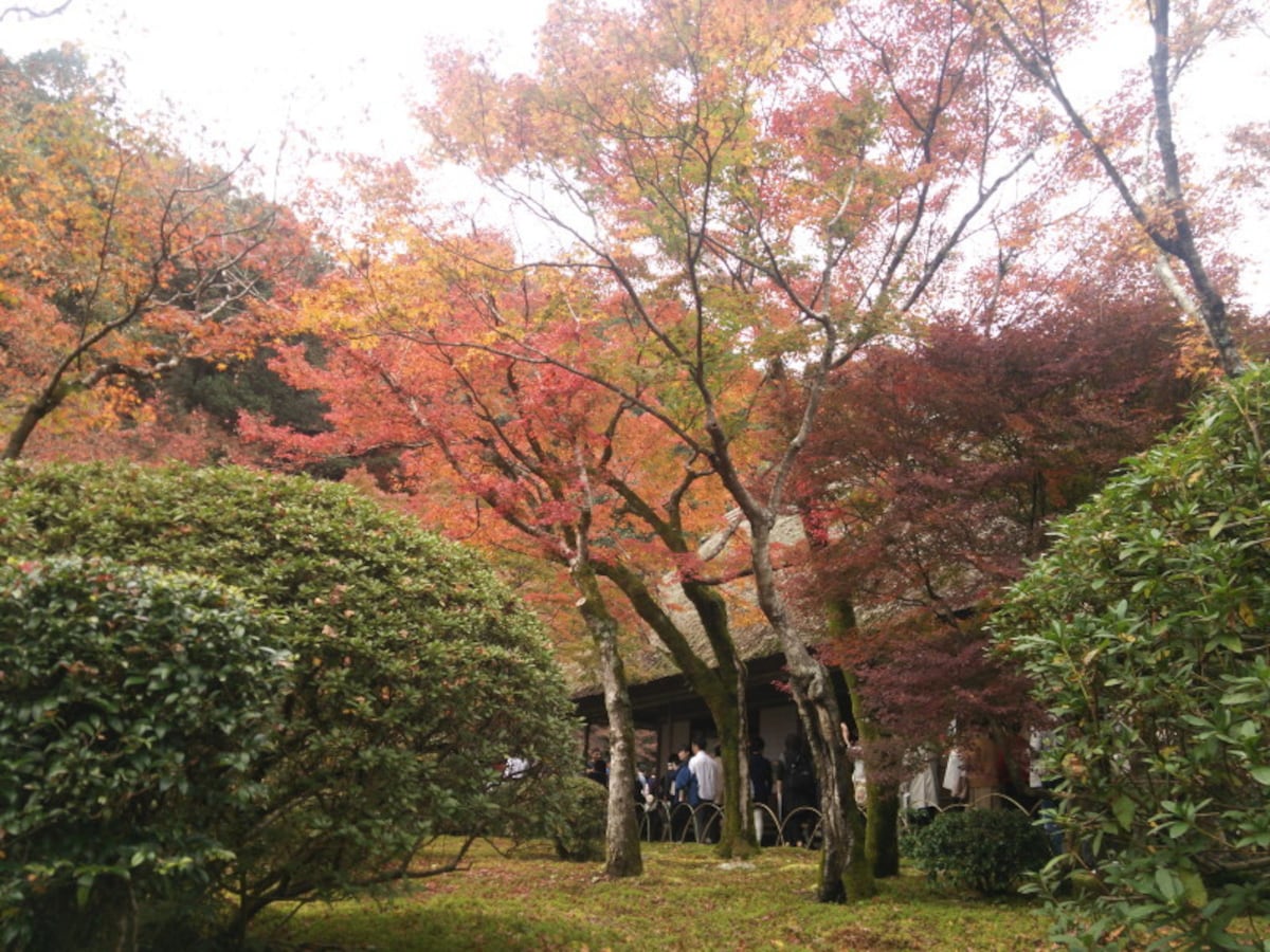 九年庵の紅葉