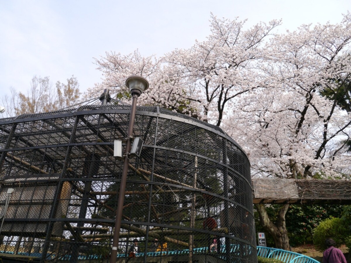 動物とともにサクラが楽しめる野毛山動物園。入園無料！（2014年4月1日撮影）
