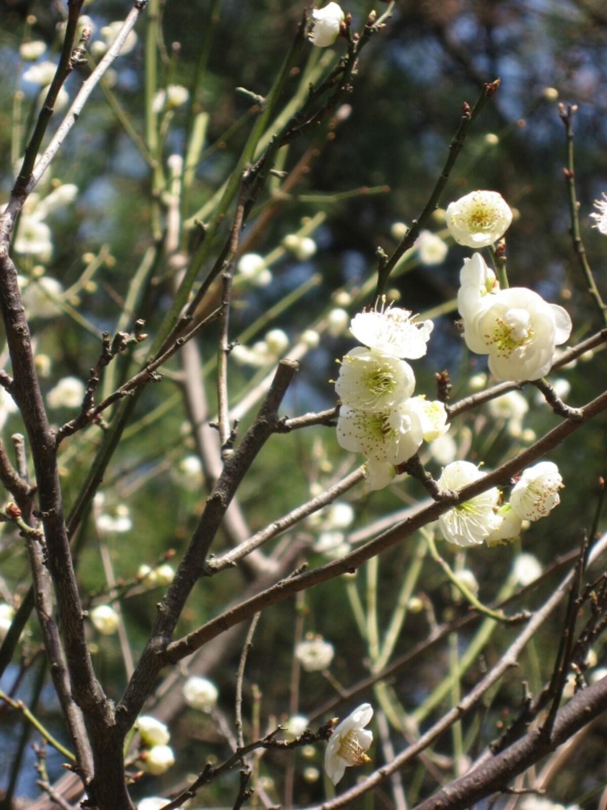 花弁を支える萼（がく）の部分が黄緑色の「緑萼梅（りょくがくばい）」