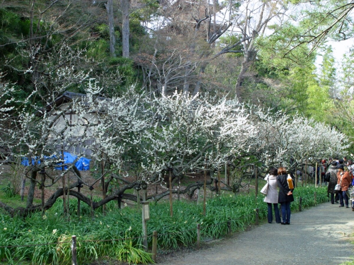 臥竜梅（がりょうばい）は少し離れて見ると竜の姿に見えます