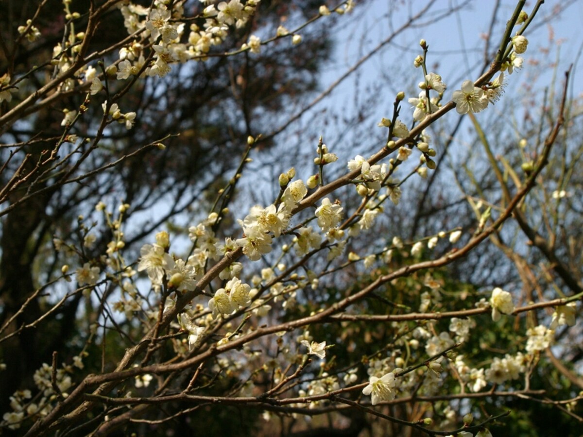 三溪園では、2月～3月にかけて約500本ものウメが咲き誇ります